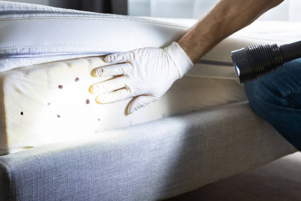 Best Flea Control Services  in Bedford Hills, NY