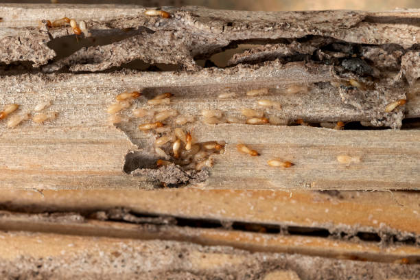 Best Termite Control Services  in Bedford Hills, NY